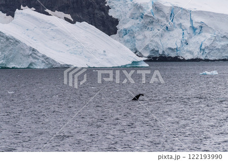 Antarctic landscape with a diving whale 122193990