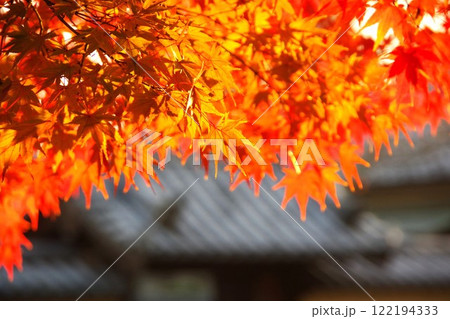 奈良の鮮やかな紅葉 奈良の鮮やかな紅葉 122194333