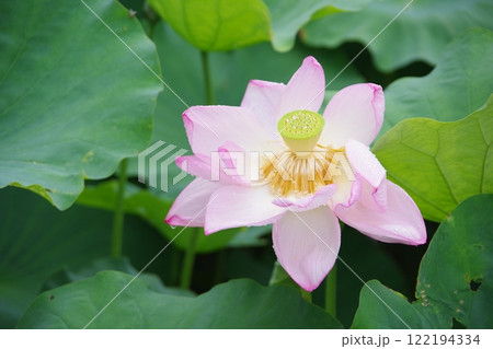 開花した蓮の花 開花した蓮の花 122194334