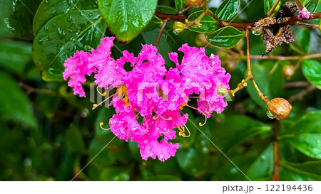 pink flowers in the garden pink flowers in the garden 122194436