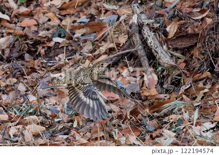 餌場から飛び立つトラツグミ 122194574
