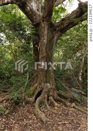 自然　植物　オキナワウラジロガシ、分厚くでこぼこの板根。大木になると板根を発達させるようです 122194617