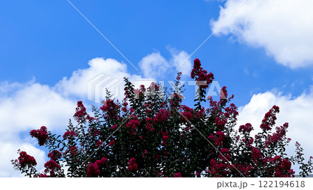 red flowers on tree in spring 122194618