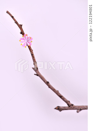 一輪桜 一輪桜 122194801