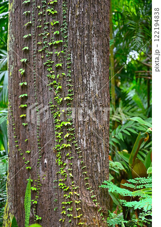Bindweeds wrap around a tree trunk in a tropical rainforest 122194838