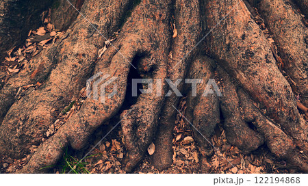 木の根っこ 122194868