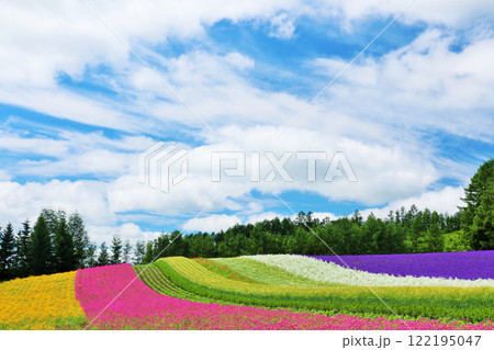 北海道　夏の富良野　青空の花畑 122195047