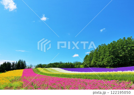 北海道　夏の富良野　青空の花畑 122195050