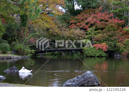 石橋文化センターの白鳥 122195226