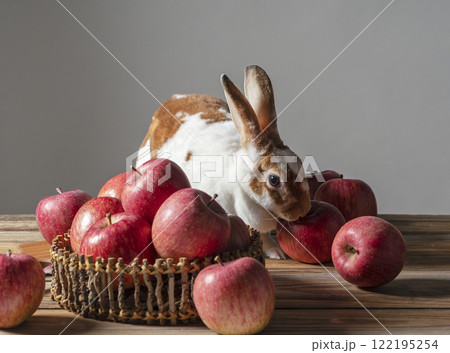 ミニレッキスとリンゴ 122195254