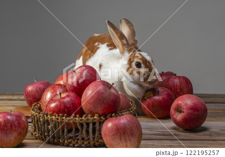 ミニレッキスとリンゴ 122195257