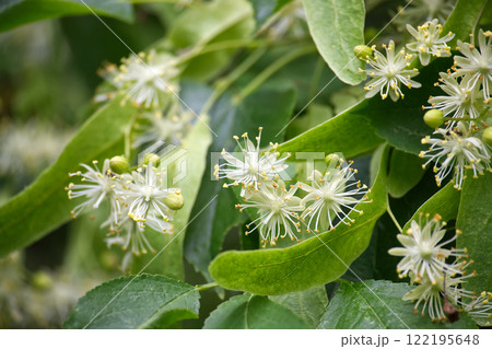 Tilia flowers blooming in spring, showing their delicate beauty 122195648