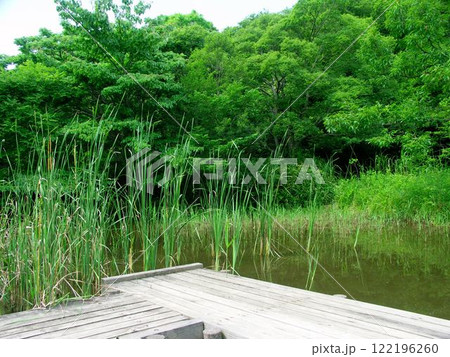 ヒメガマの茂る初夏の水辺風景 122196260