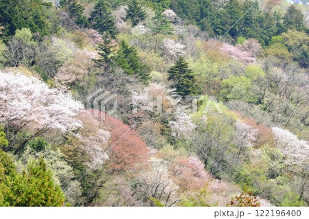 桜咲く芽吹きの頃　【相模原市津久井　4月】 122196400