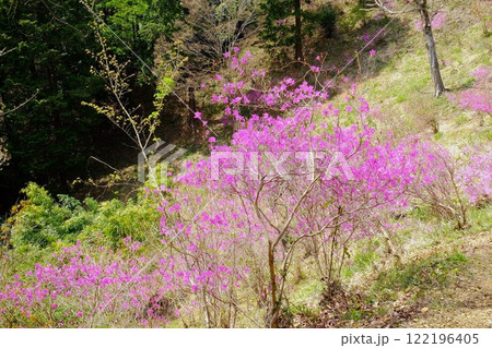 山斜面に咲くミツバツツジ 【相模原市津久井 4月】 山斜面に咲くミツバツツジ 【相模原市津久井 4月】 122196405