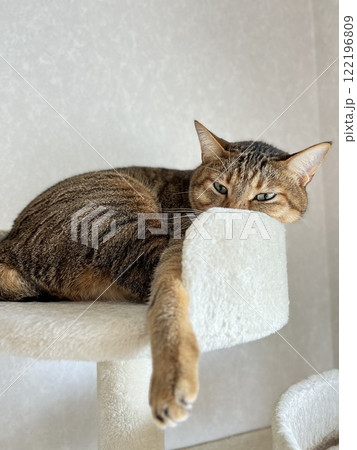 【保護猫】キャットタワーでくつろぐ4歳のキジトラ猫 【保護猫】キャットタワーでくつろぐ4歳のキジトラ猫 122196809