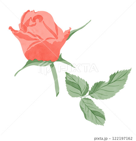 Set of elements: a scarlet rose flower with green leaves isolated on a white background Set of elements: a scarlet rose flower with green leaves isolated on a white background 122197162