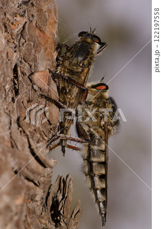 Robber fly feeding on another robber fly. 122197558