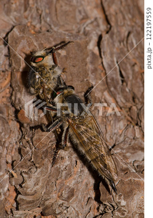 Robber fly feeding on another robber fly. 122197559