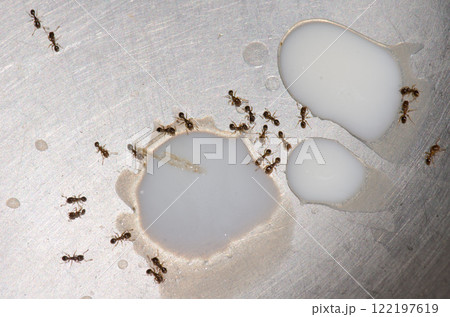 Ants feeding on drops of spilled milk. Ants feeding on drops of spilled milk. 122197619