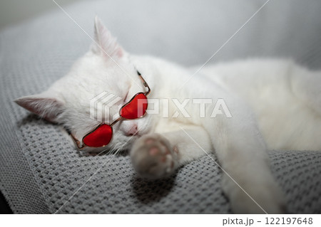 A Charming White Cat, Adorned with HeartShaped Sunglasses, Is Enjoying a Relaxing Break A Charming White Cat, Adorned with HeartShaped Sunglasses, Is Enjoying a Relaxing Break 122197648
