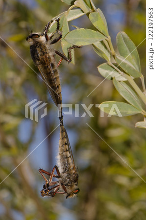 Robber flies copulating. 122197663
