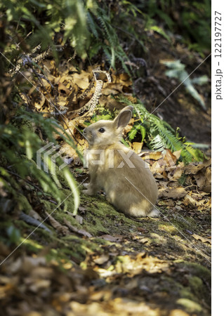野生の兎 122197727