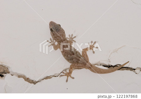 Boettger's wall gecko. 122197868