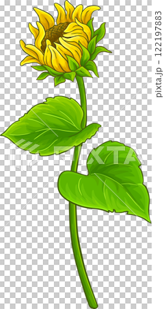 Sunflower Plant with Flower  and Leaves Colored Detailed Illustration. 122197883