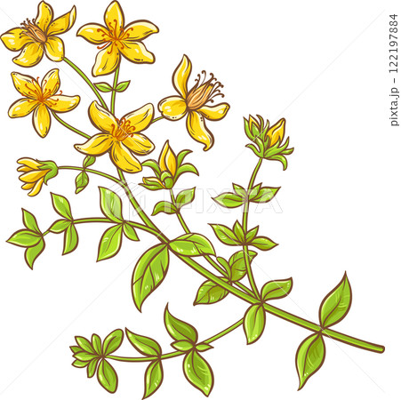 Tutsan Plant with Flowers and Leaves Colored Illustration. Natural organic ingredient for cosmetics, spa, aromatherapy, health care, alternative medicine. Tutsan Plant with Flowers and Leaves Colored Illustration. Natural organic ingredient for cosmetics, spa, aromatherapy, health care, alternative medicine. 122197884