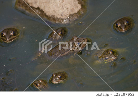 Perez's frogs in a pond. 122197952