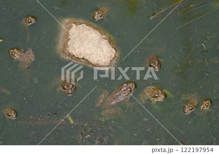 Perez's frogs in a pond. 122197954