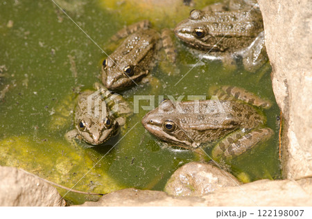 Perez's frogs in a pond. Perez's frogs in a pond. 122198007