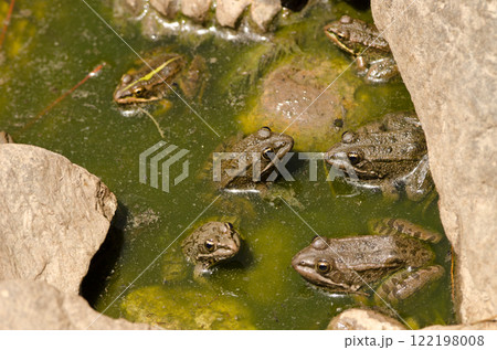 Perez's frogs in a pond. Perez's frogs in a pond. 122198008