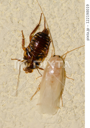 Nymph of Australian cockroach. 122198019