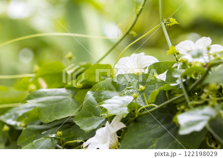 caccinia grandis vegetables fresh foods of asia for health care growth at garden 122198029