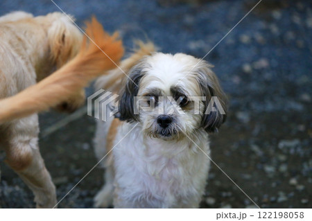 Shih Tzu dog and friend playing and fighting Shih Tzu dog and friend playing and fighting 122198058