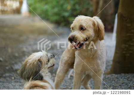 Shih Tzu dog and friend playing and fighting  Shih Tzu dog and friend playing and fighting  122198091