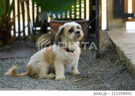 Shih Tzu dog and friend playing and fighting  Shih Tzu dog and friend playing and fighting  122198092