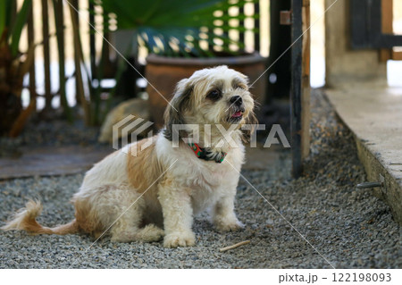 Shih Tzu dog and friend playing and fighting  122198093
