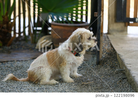 Shih Tzu dog and friend playing and fighting  122198096