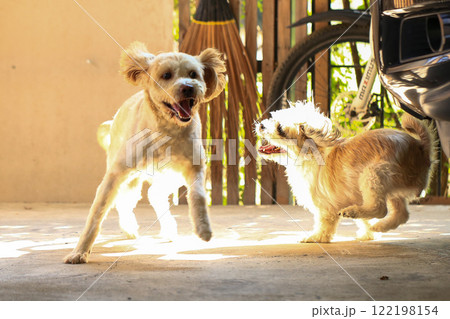 Shih Tzu dog and friend playing and fighting Shih Tzu dog and friend playing and fighting 122198154
