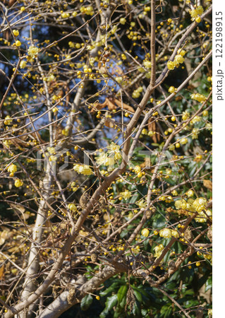 蝋梅(ロウバイ)の花 122198915