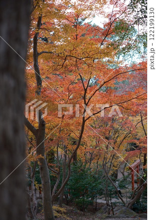 紅葉と秋の紅葉 紅葉と秋の紅葉 122199130