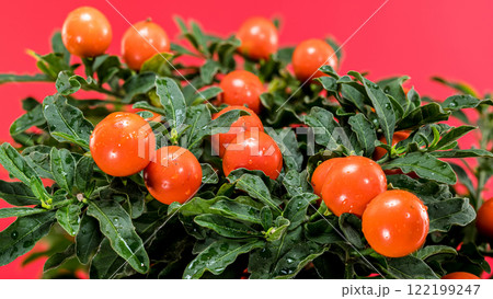 Vibrant Orange Solanum Pseudocapsicum Berries 122199247