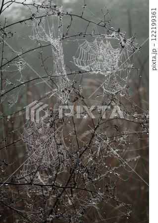 Dew-covered spider webs on branches in a foggy morning 122199361
