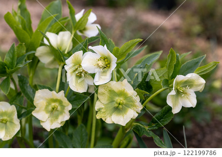 Helleborus orientalis Pretty Ellen White in garden Helleborus orientalis Pretty Ellen White in garden 122199786