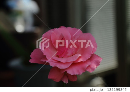 ガーデニング　バラの花、 122199845