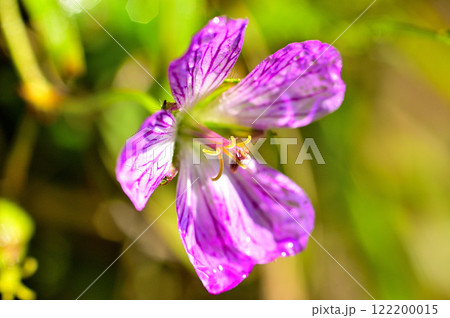 御坂山地の雪頭ヶ岳 フウロソウ科カイフウロ 御坂山地の雪頭ヶ岳 フウロソウ科カイフウロ 122200015