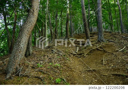 御坂山地の十二ヶ岳 南尾根の赤松の森を通る登山道 御坂山地の十二ヶ岳 南尾根の赤松の森を通る登山道 122200206